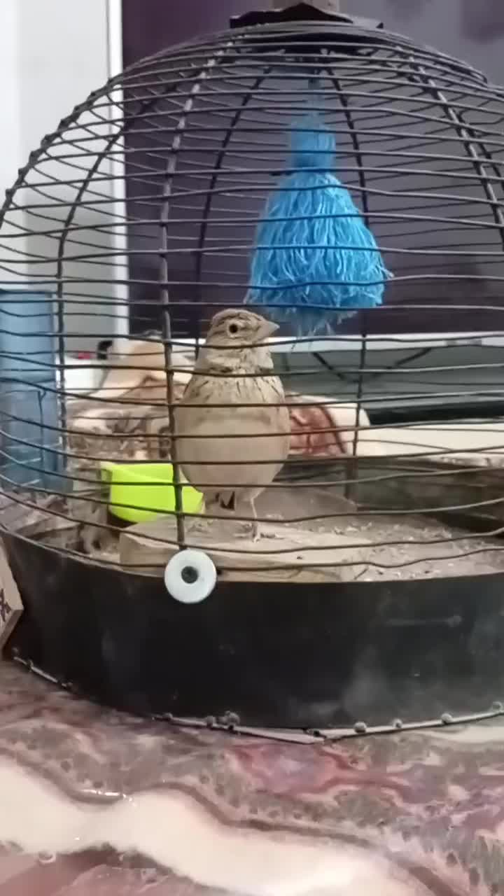 سهره|پرنده|کرمان, |دیوار