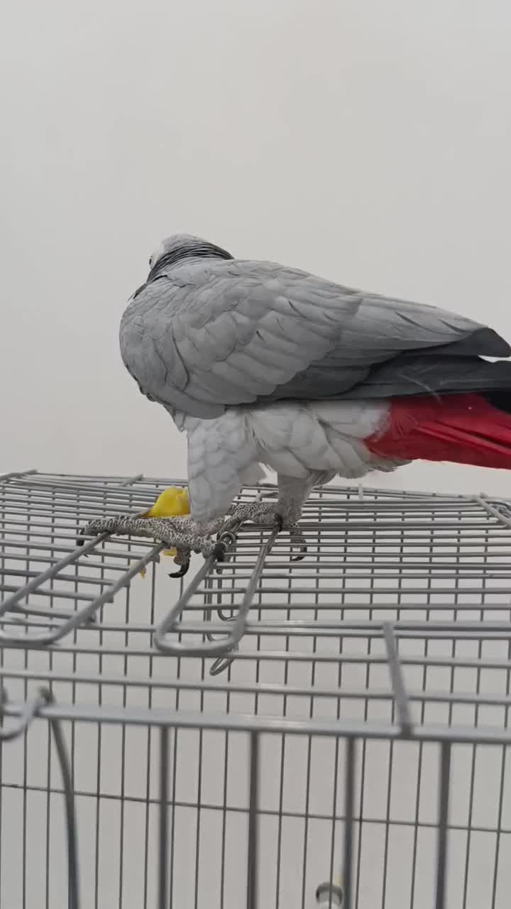 کاسکو رام و دستی و کلام دار بدون گاز گرفتن|پرنده|خورموج, |دیوار