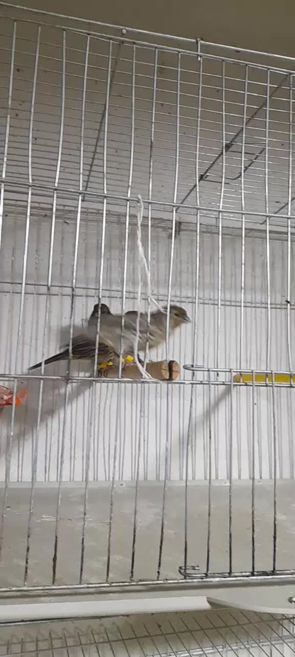 جوجه قناری نگرو سرخ|پرنده|داراب, |دیوار