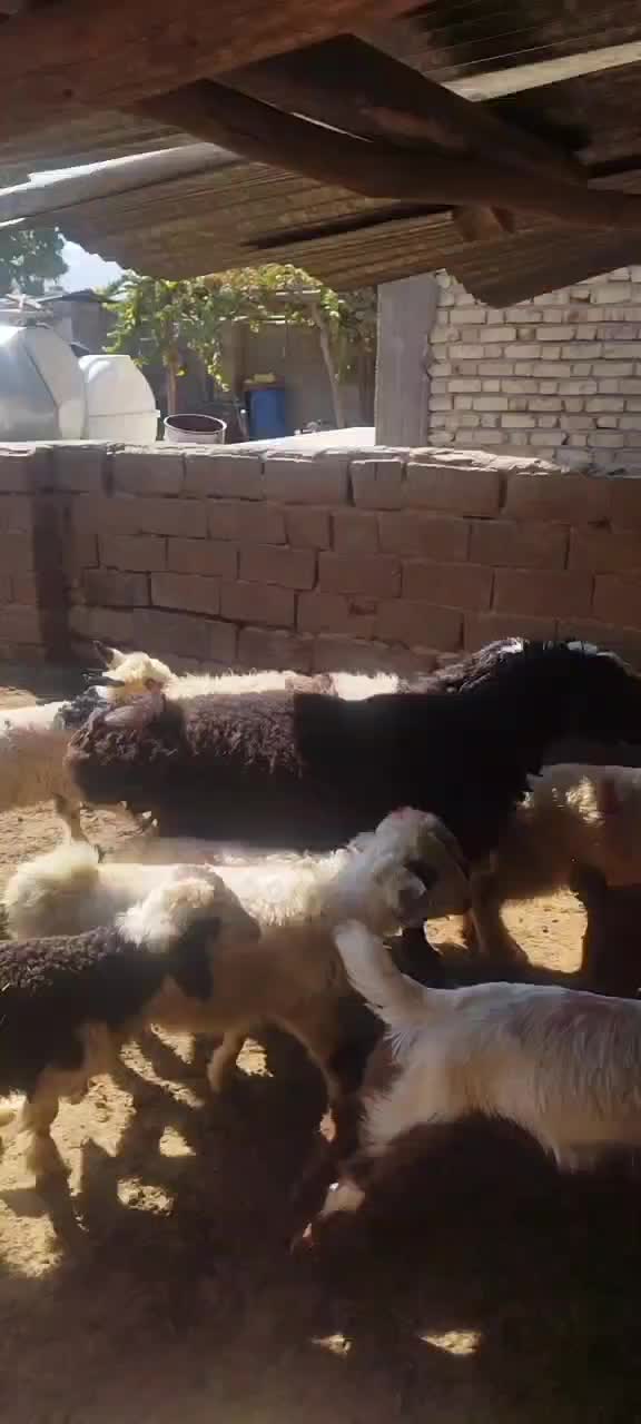 بره قوچ شال|حیوانات مزرعه|طسوج, |دیوار