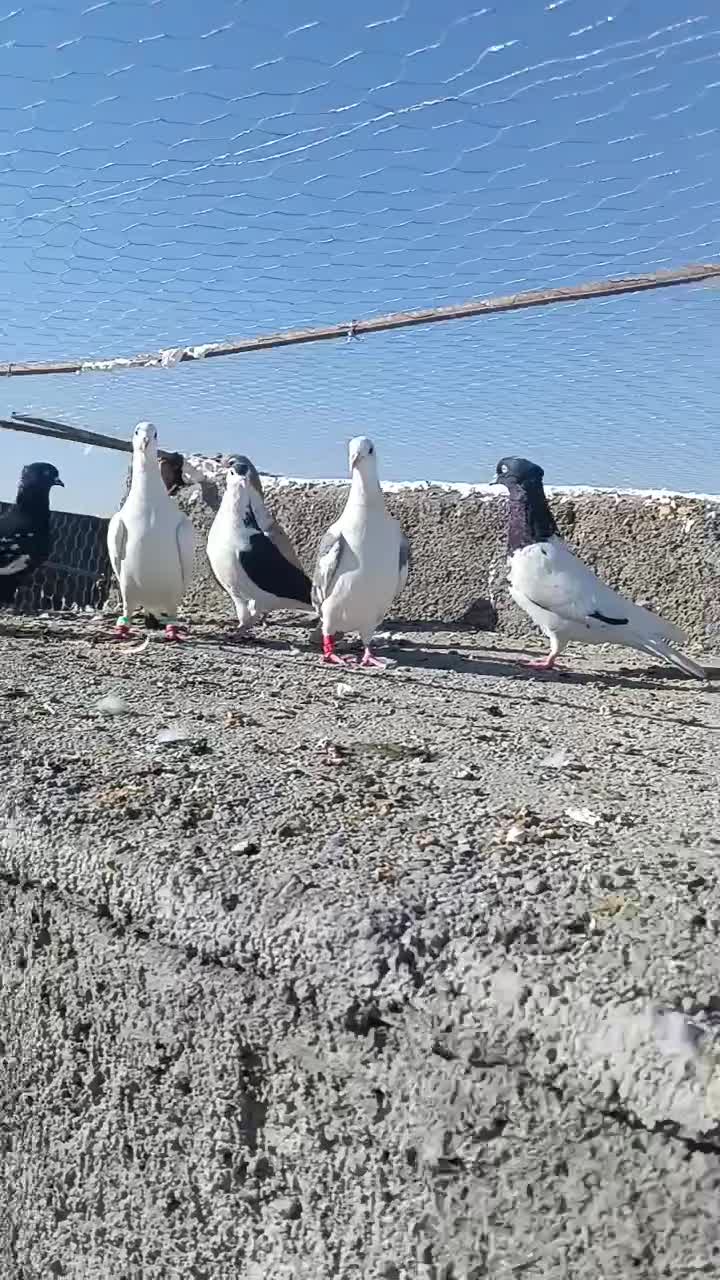 دوستان کبوترهای توی فیلم دیشب گربه زده همه گم شدن|حیوانات|تربت جام, معدآباد|دیوار