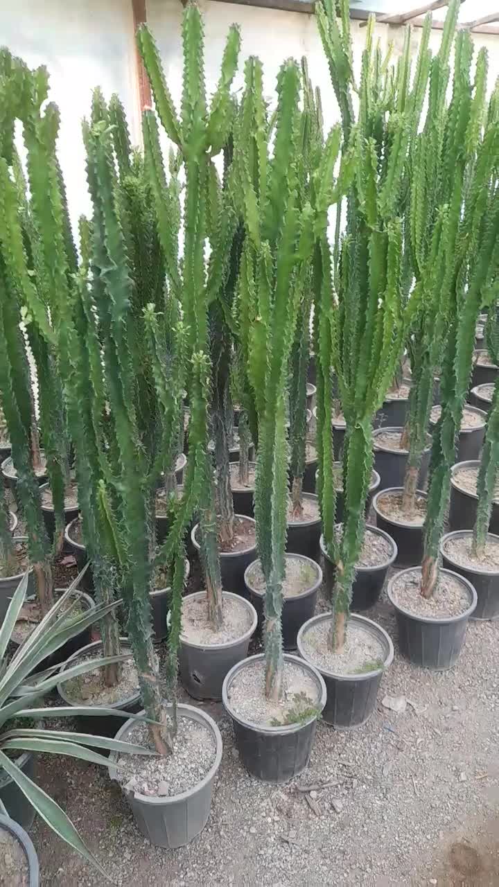 افوربیا|گل و گیاه طبیعی|چهارباغ, |دیوار