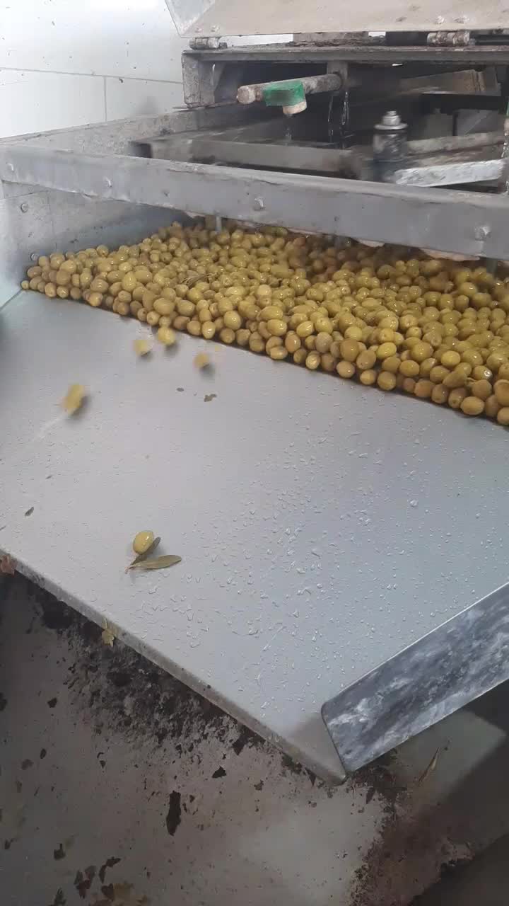 پخش عمده  زیتون در سراسر کشور|عمده‌فروشی|منجیل, |دیوار