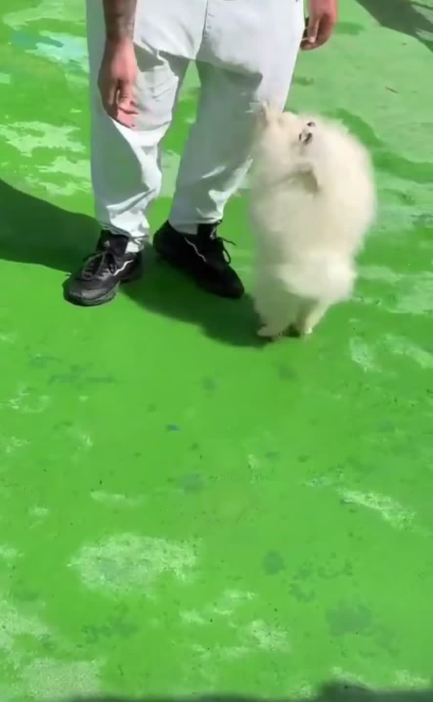 سگ پامر پامرانین نر خرسی عروسکی جیبی کشش|سگ|اصفهان, خانه اصفهان|دیوار