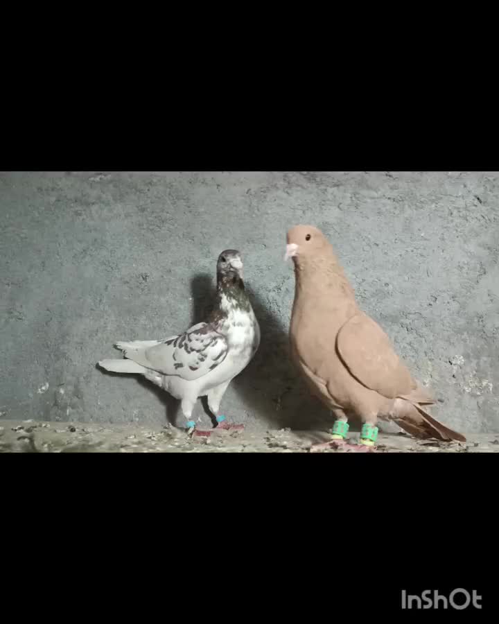 کبوتر|پرنده|تربتحیدریه, پائین ولایت|دیوار