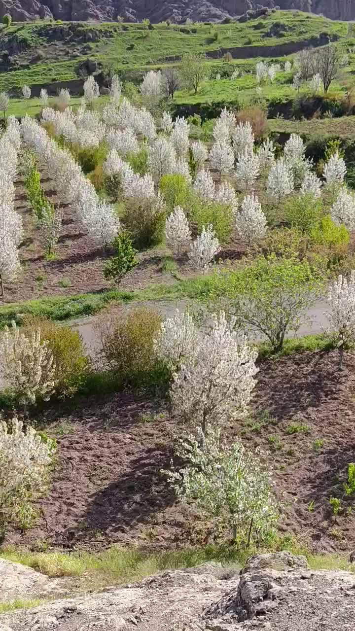 باغ گیلاس زمین 6500متر بهر آسفالت|فروش دفتر صنعتی، کشاورزی، تجاری|قزوین, |دیوار