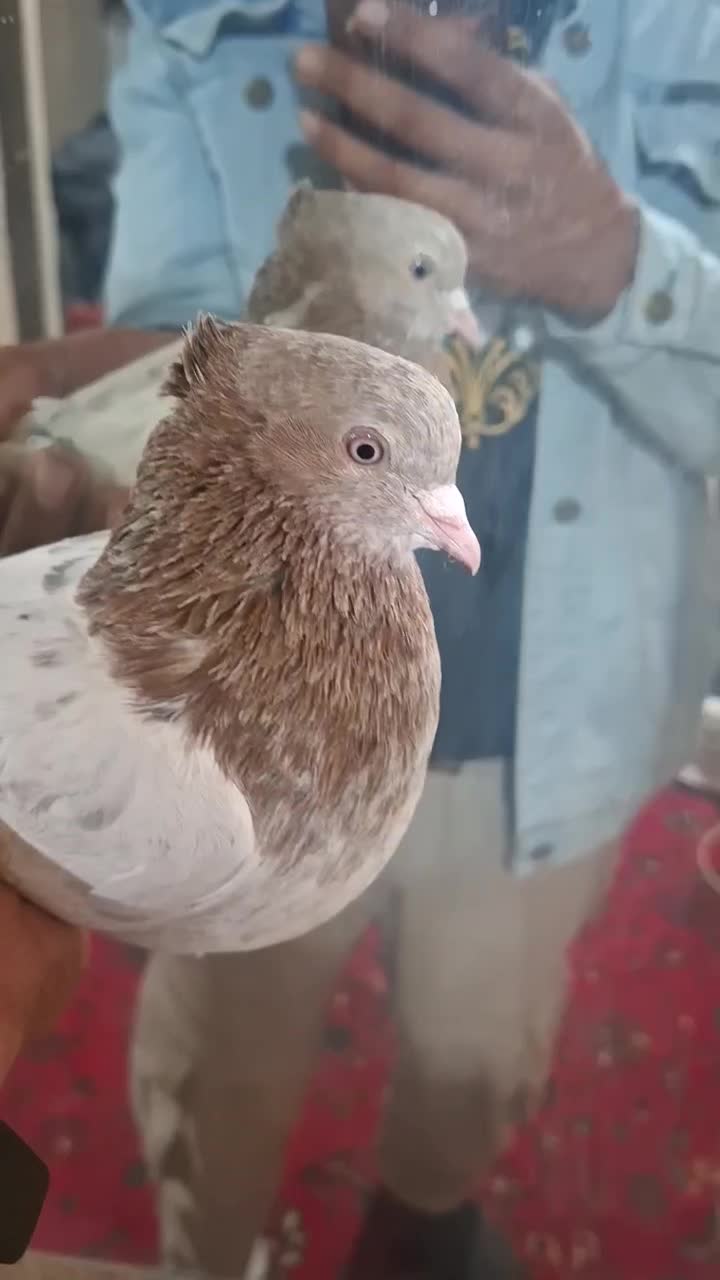 کبوتر کله|پرنده|فیروزآباد (فارس), |دیوار