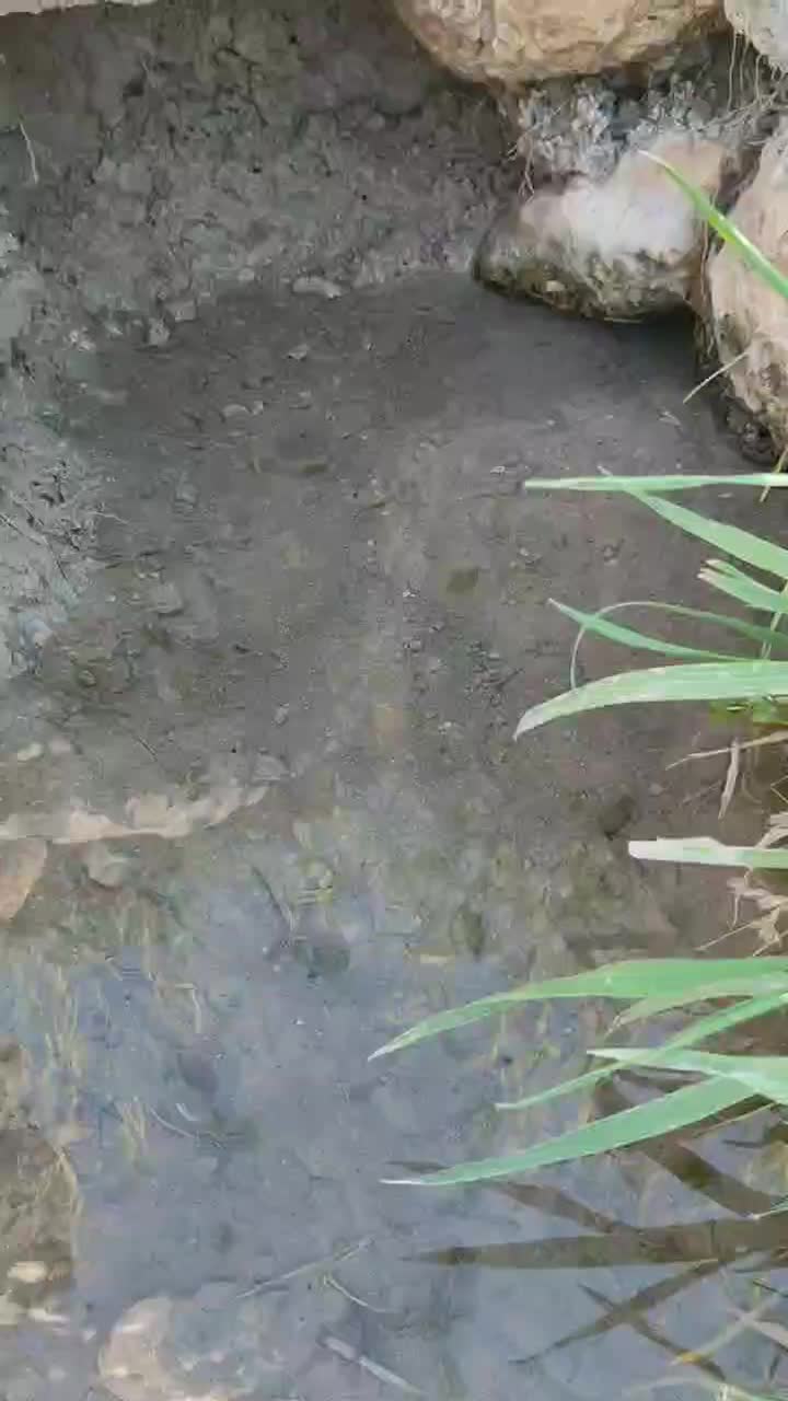 بذر|گل و گیاه طبیعی|کوهدشت, |دیوار