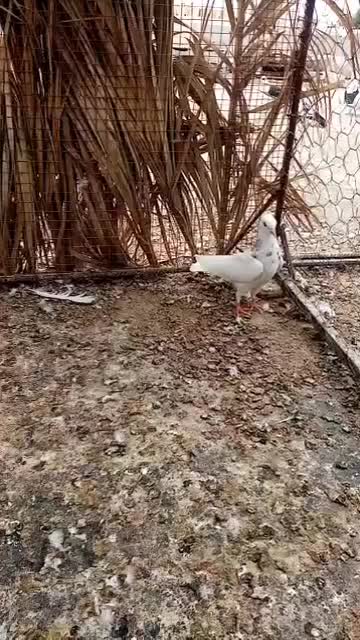 طوقی|پرنده|شبانکاره, |دیوار