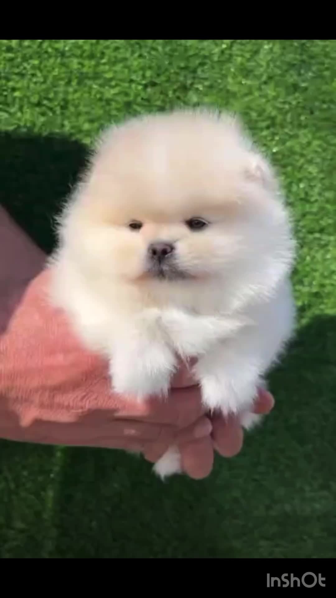 پامرانین کیفیت بمب|سگ|مشهد, آبادگران|دیوار