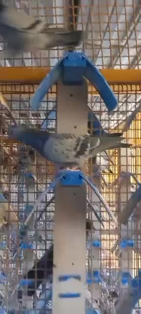 نروماده مولدمسافتی|پرنده|تاکستان, |دیوار