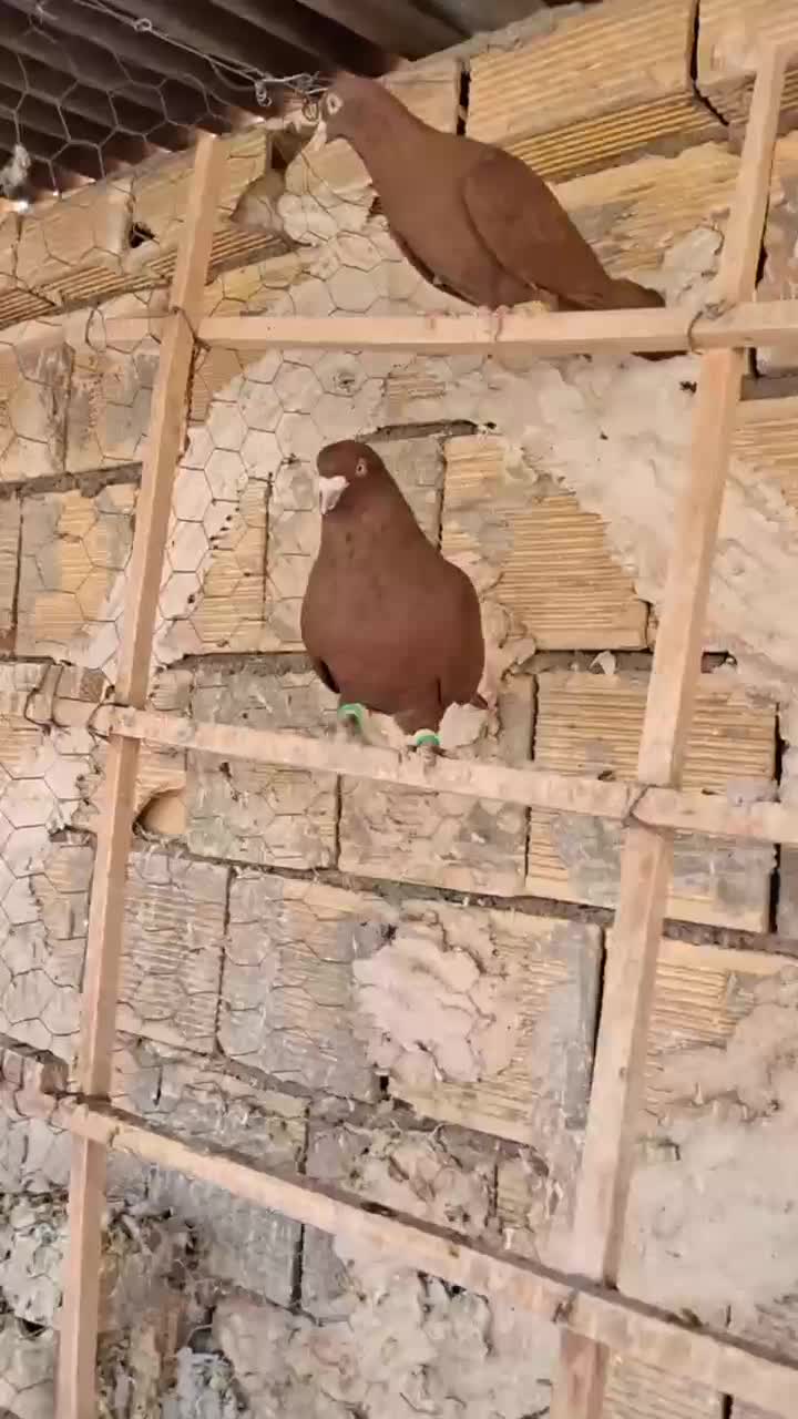 کبوتر|پرنده|تاکستان, |دیوار