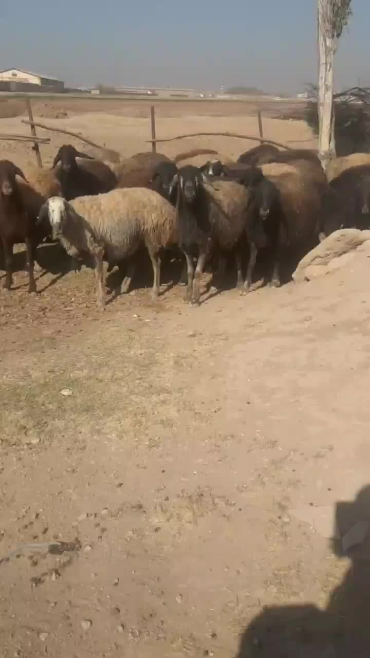 فروش فوری گوسفند|حیوانات مزرعه|الوند, |دیوار