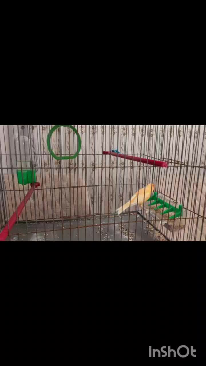 فروش قناری نر|پرنده|بیجار, |دیوار