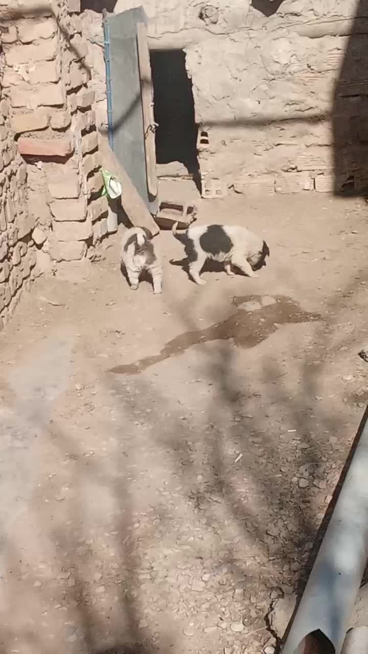 واگذاری ی جفت توله سگ نر|سگ|اسدآباد, |دیوار