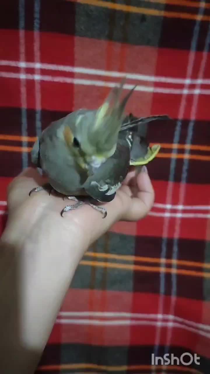 ...|پرنده|فسا, |دیوار