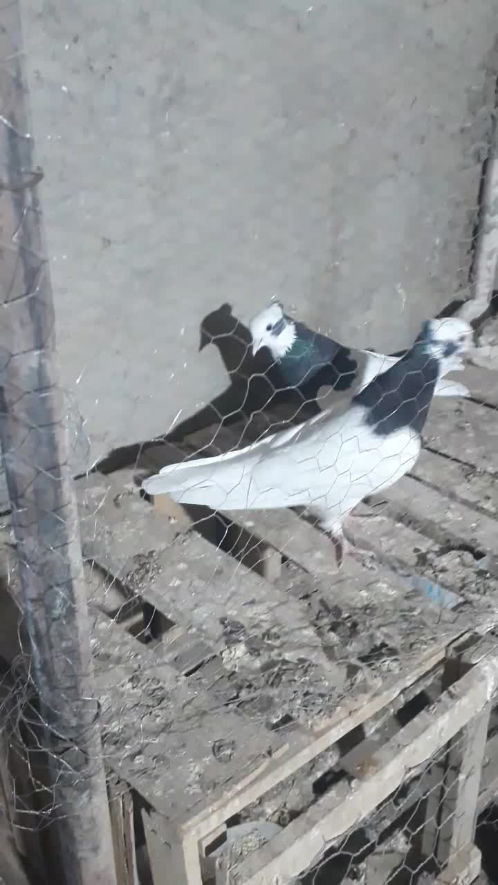 کفتر طوقی|پرنده|اسلامشهر, ده عباس|دیوار