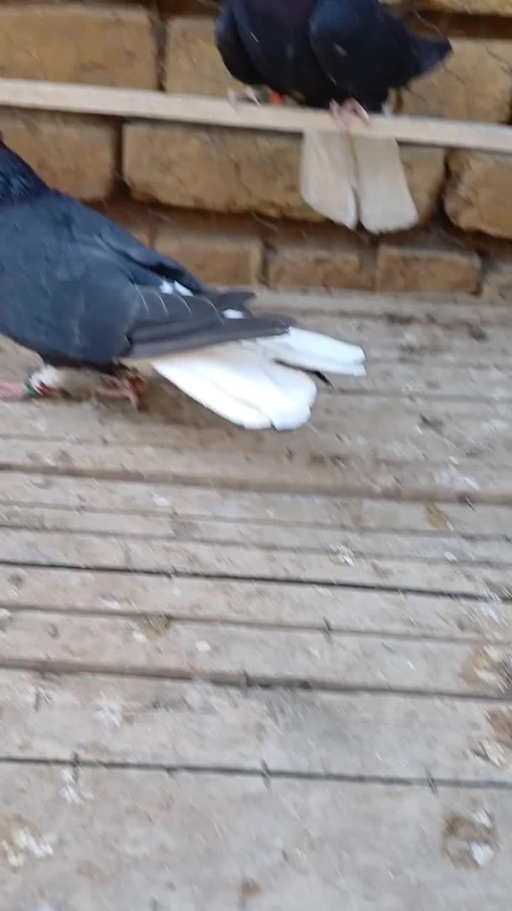 کبوتر ۳جفت زیل دمسفید|پرنده|تاکستان, |دیوار