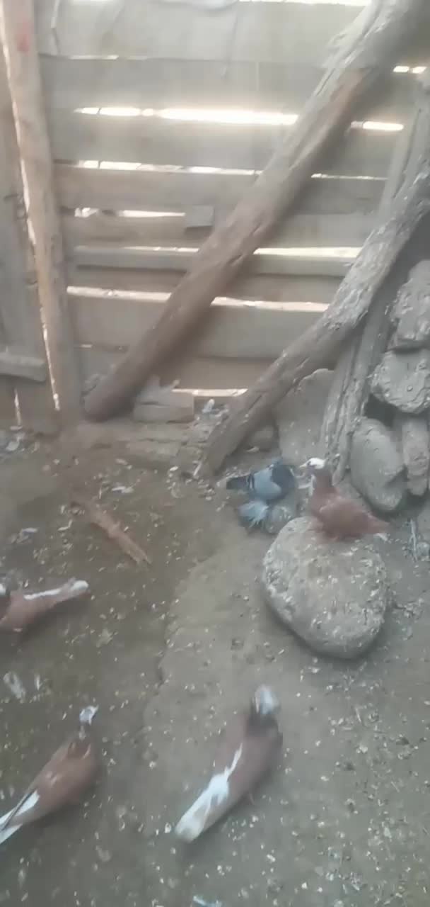 پرنده|پرنده|بناب, |دیوار