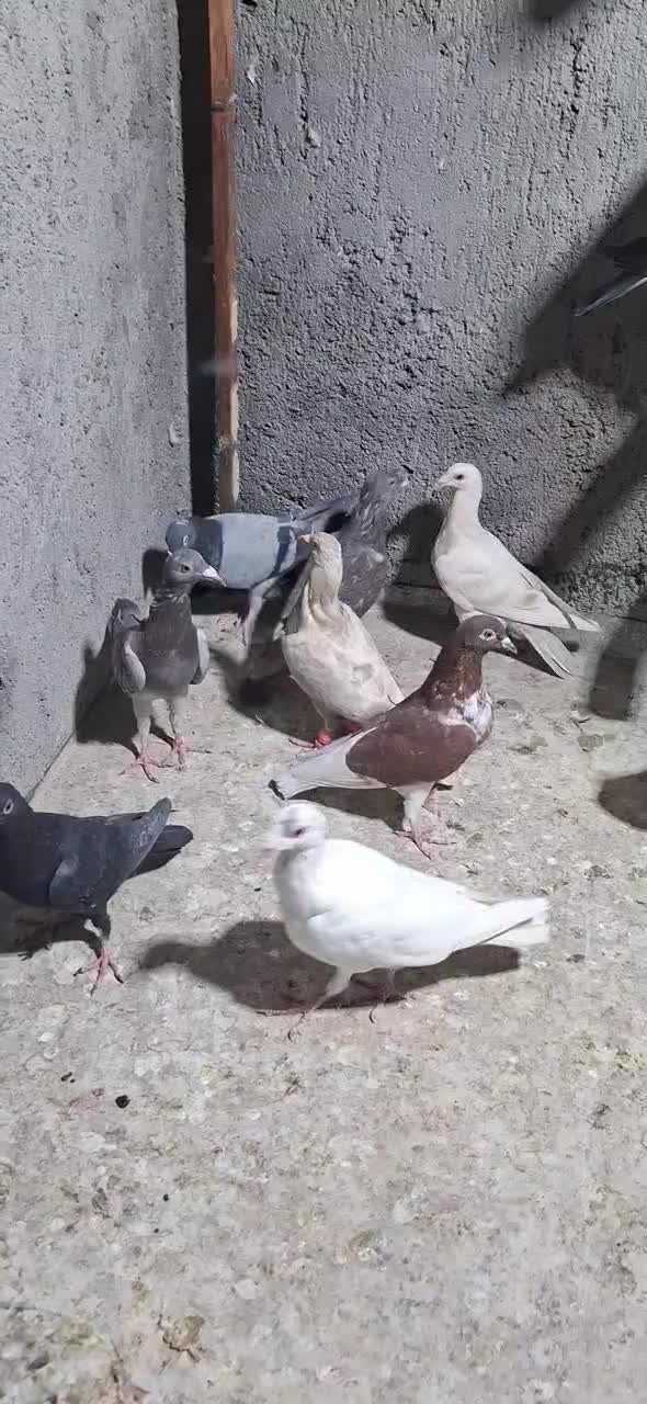 جوجه دورگ|پرنده|لنجان, |دیوار