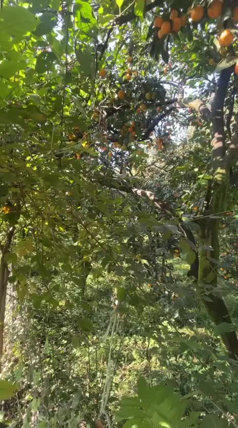 زمین واقع در دروپی|فروش زمین و ملک کلنگی|پایین هولار, |دیوار