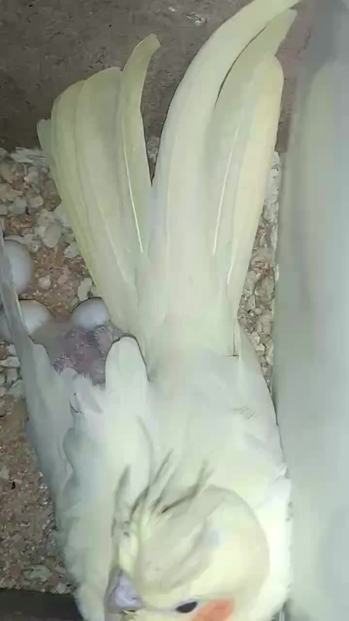 عروس هلندی ، مرغ عشق ، فنچ لپ سیاه|پرنده|بردسکن, |دیوار