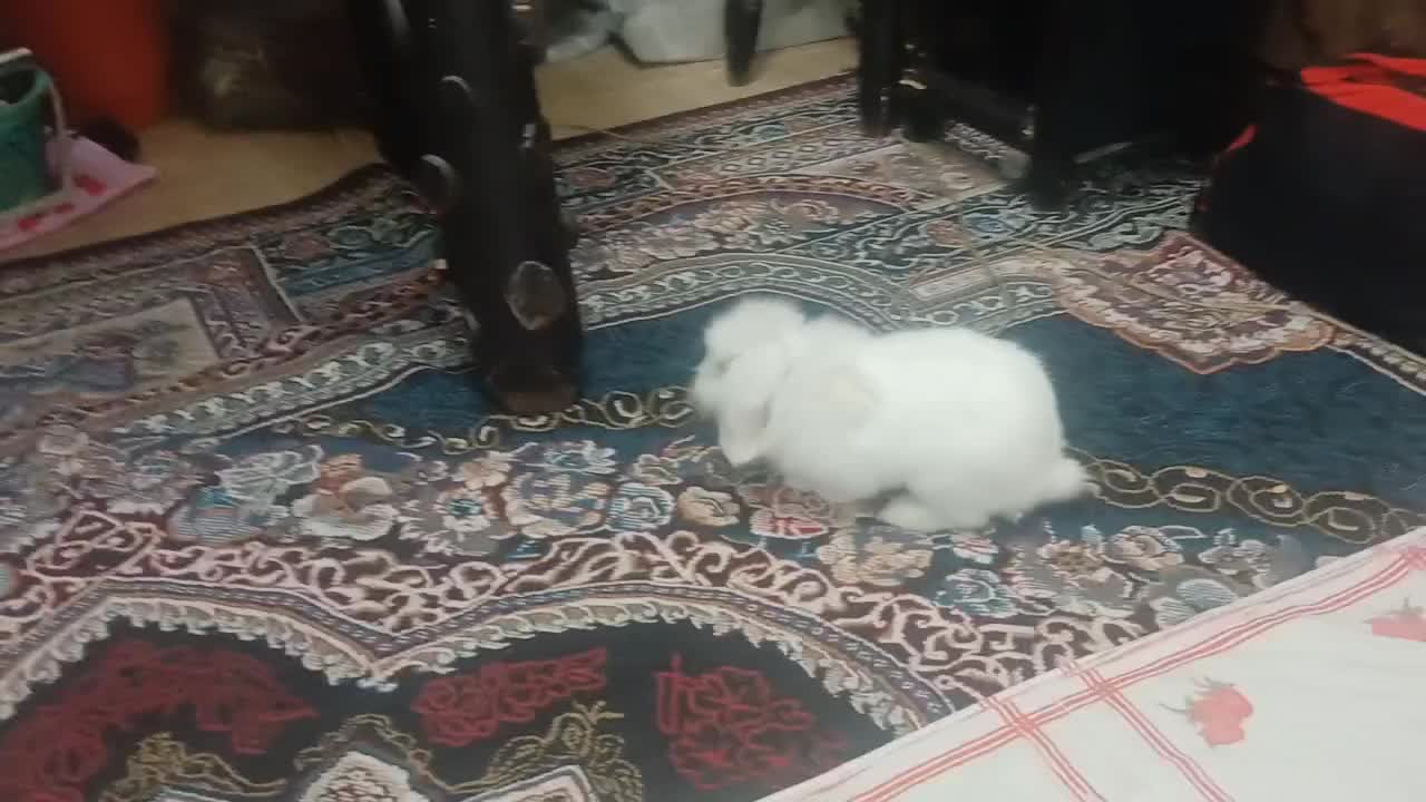 خرگوش لوپ هلندی|موش و خرگوش|اصفهان, حصه جنوبی|دیوار