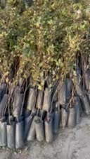 باسلام خدمت دوستان|گل و گیاه طبیعی|صوفیان, |دیوار