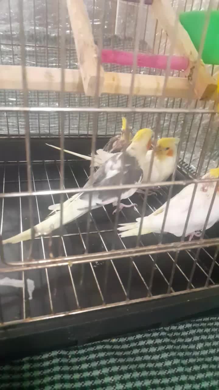 عروس هلندی مولد|پرنده|اسلامشهر, شهرک سعیدیه|دیوار