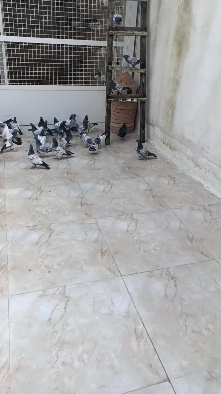 کبوتر تیدی پاکستانی|پرنده|رشت, تازه آباد|دیوار