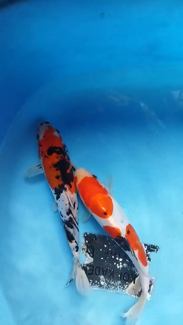 ماهی کوی با تنوع رنگ و نژاد و غذای کوی|ماهی|تهران, وردآورد|دیوار