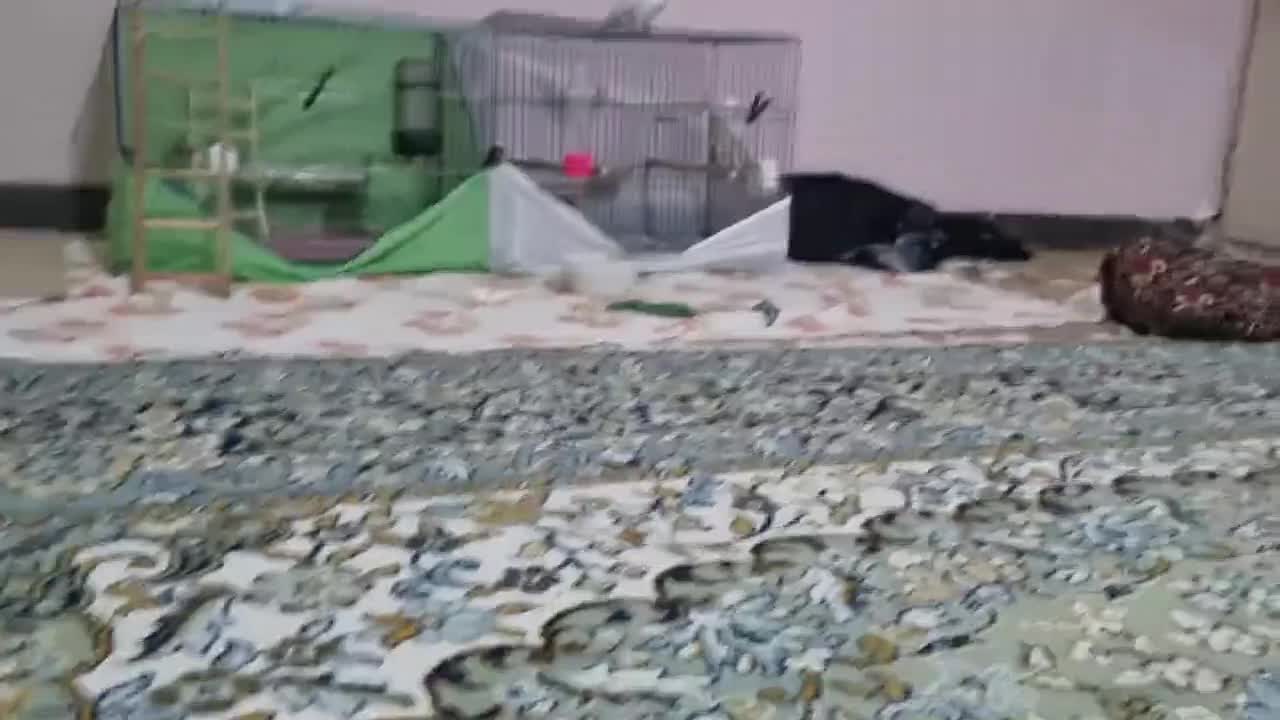 پرنده عروس هلندی|پرنده|خرمآباد, |دیوار