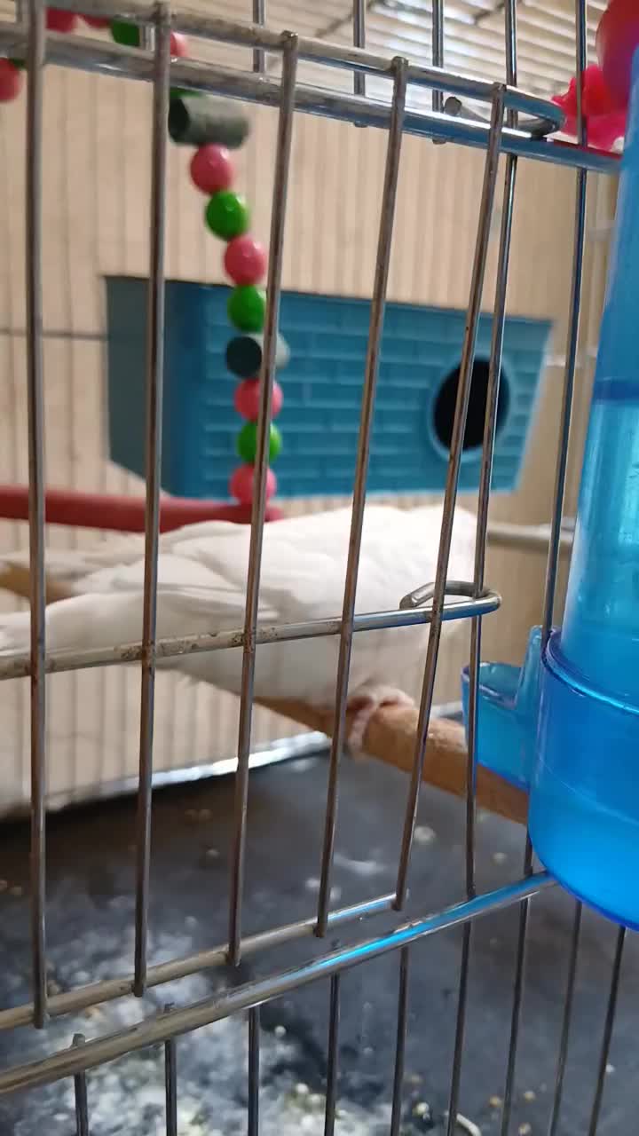 ۲ مرغ عشق نر سالم سرحال با قفس و لوازمات ۲ ک ارزن|پرنده|اهواز, کوی ملی راه|دیوار