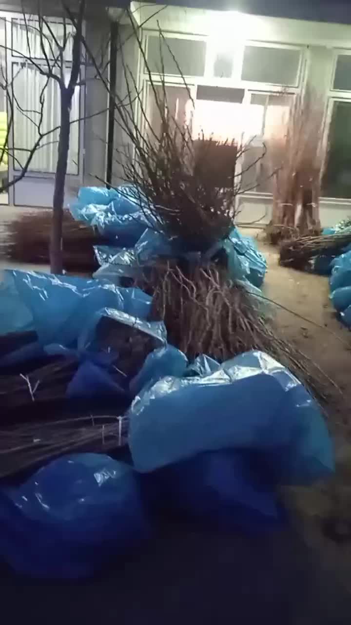 فندق ماکادمیا ،فندق فرتل و سنجد|خدمات باغبانی و درختکاری|چالوس, |دیوار