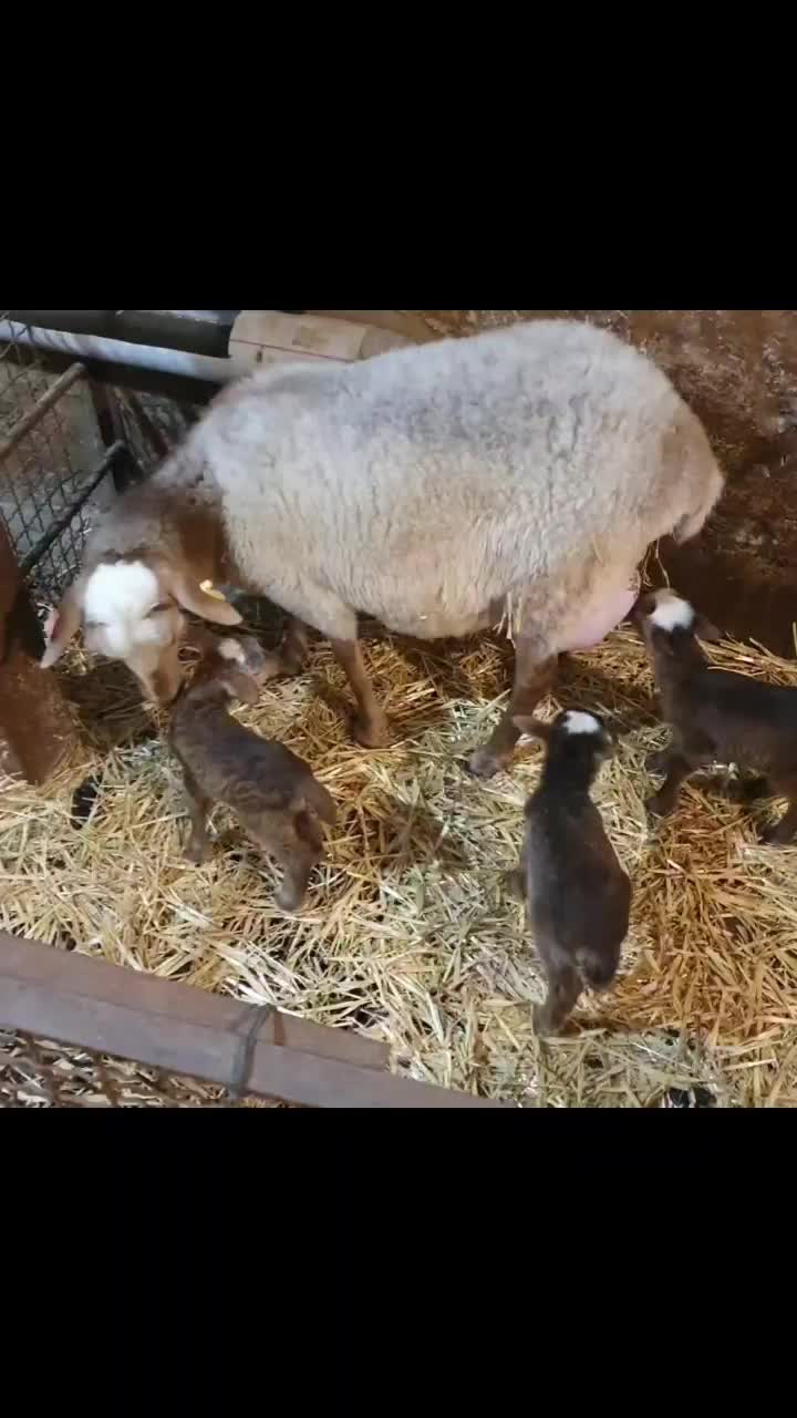 کارگر جهت دامداری صنعتی|استخدام سرایداری و نظافت|تهران, تهرانسر مرکزی|دیوار