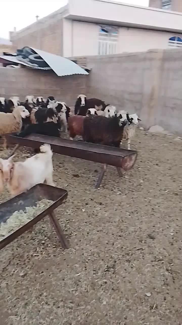 سلام بره نر و ماده کوهه قوچ بذری|حیوانات مزرعه|شیراز, آبیاری|دیوار