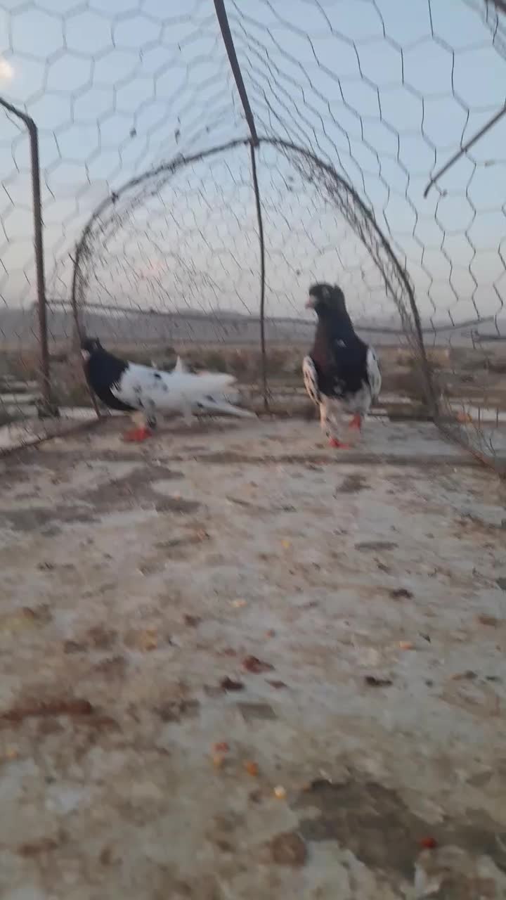 کفتر کله|پرنده|شیروان (خراسان), |دیوار