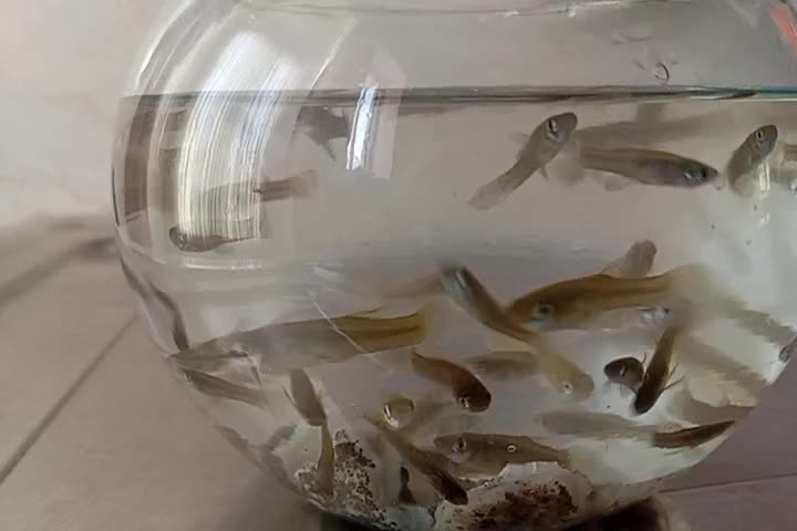 فروش عمده ماهی گامبوزیا|ماهی|جیرفت, |دیوار