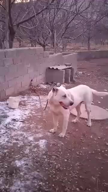 سگ گله|سگ|سجاس رود, |دیوار