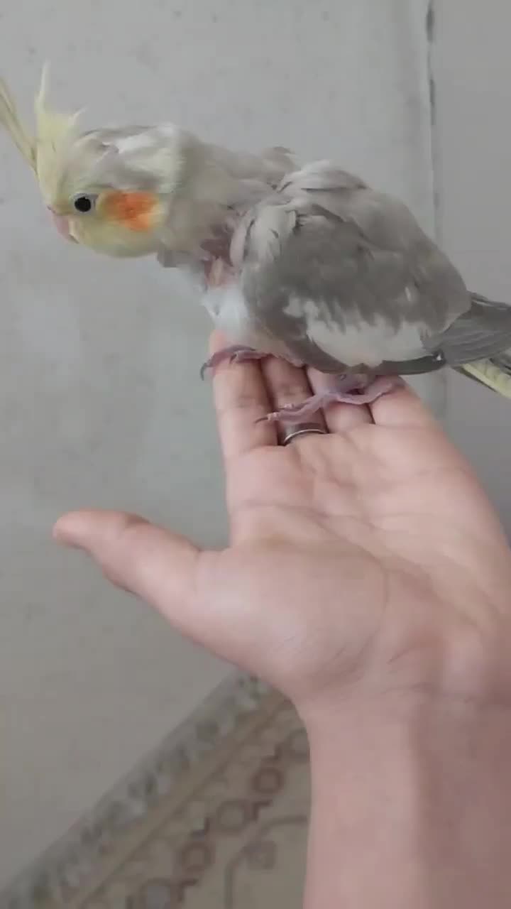 عروس هلندی نر|پرنده|بجنورد, |دیوار