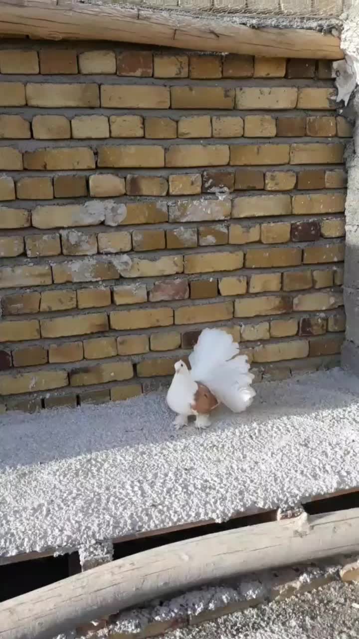 کبوتر تزینی دمچتری|پرنده|تهران, پردیسان|دیوار