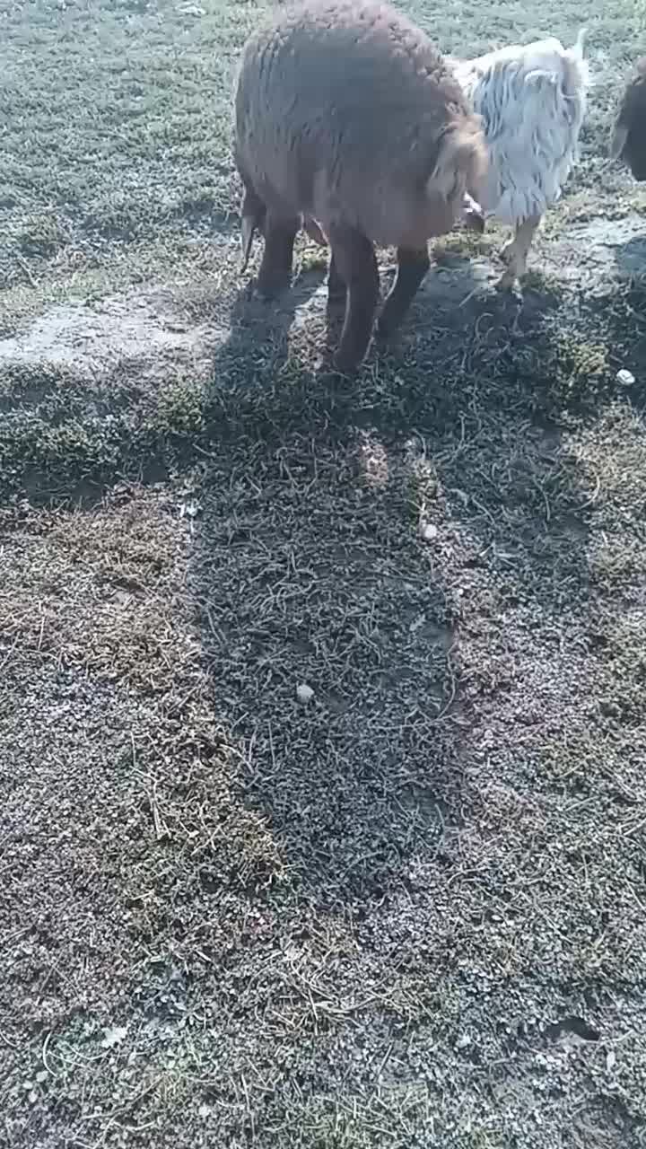 بره و بزغاله|حیوانات مزرعه|مشهد, کلاته برفی|دیوار