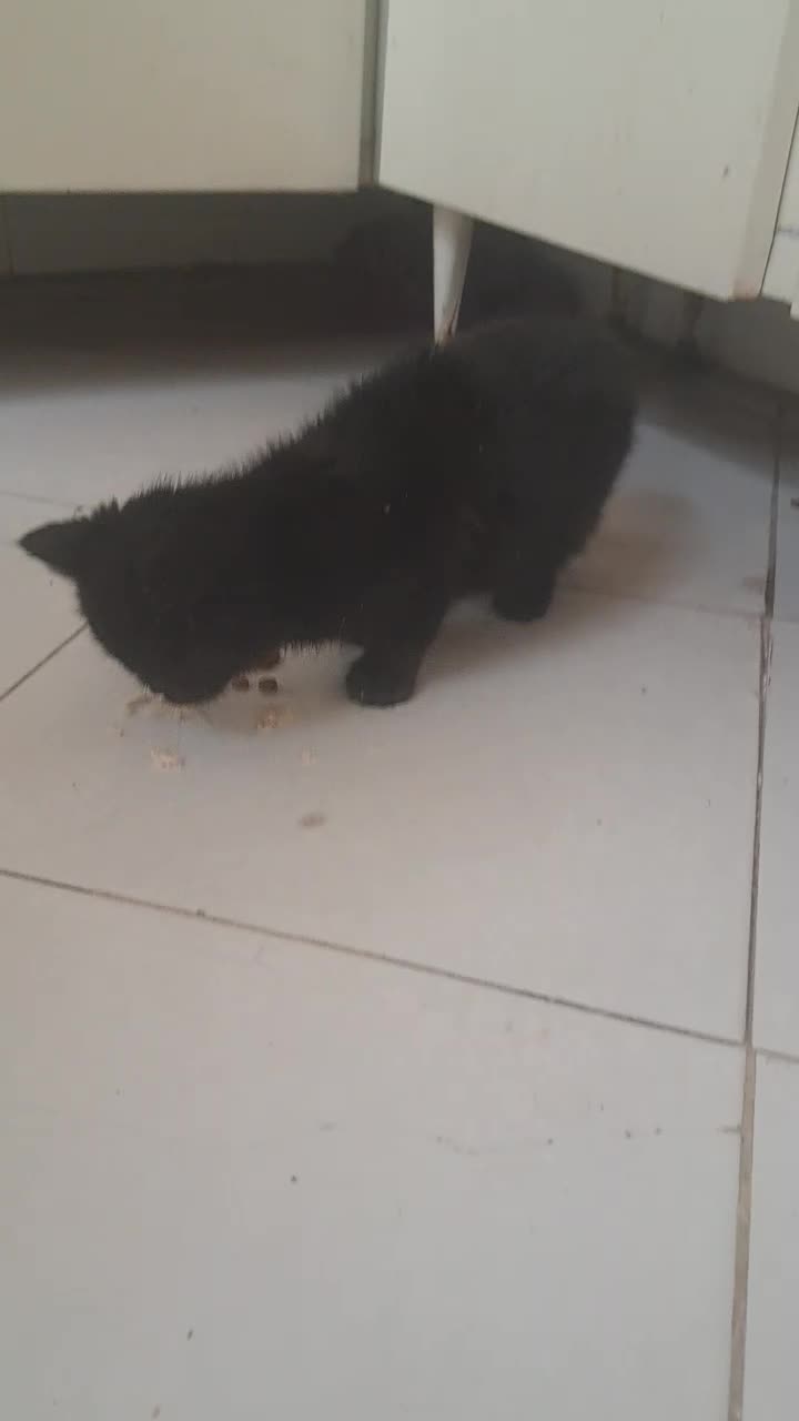 گربه پرشین اسکاتیش بریتیش|گربه|کرج, گوهردشت|دیوار