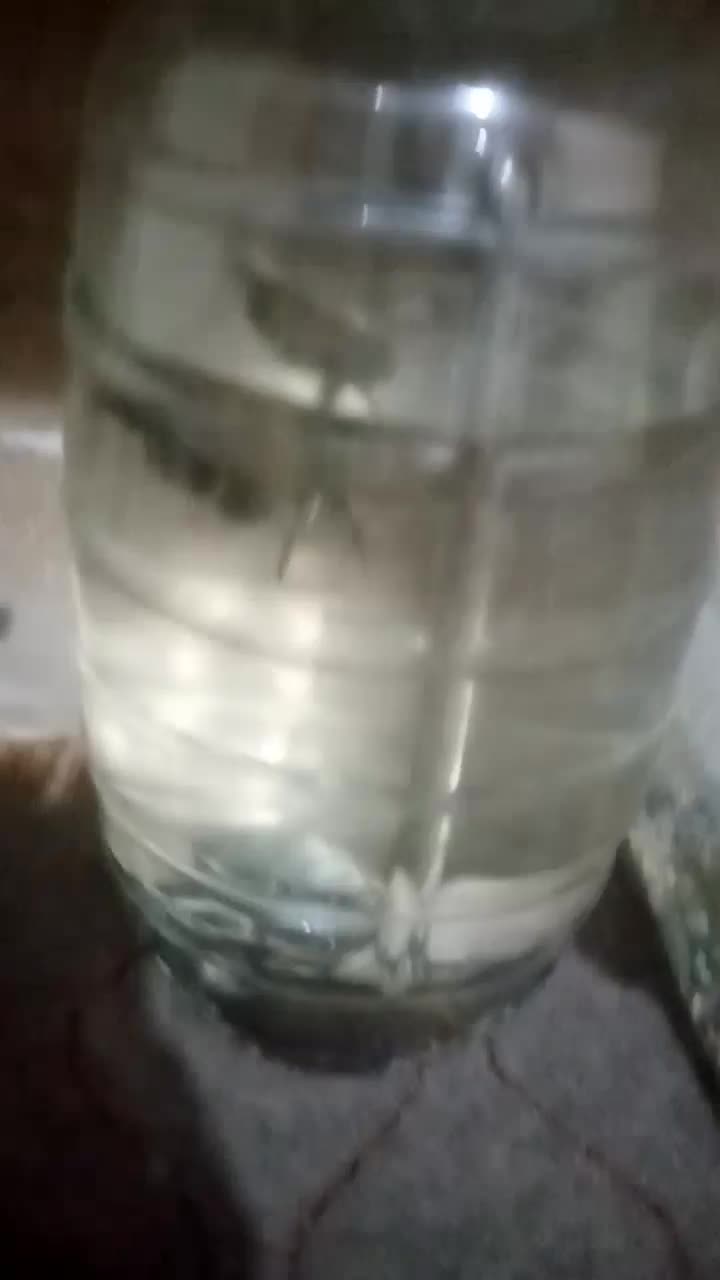 یک عدد اسکار سلطنتی|ماهی|تربت‌حیدریه, کوی شهید احمدزاده ملکی|دیوار