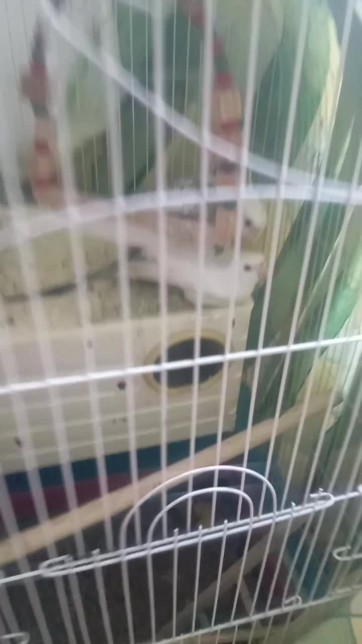 عروس هلندی جفت نر سخنگو|پرنده|اردبیل, |دیوار