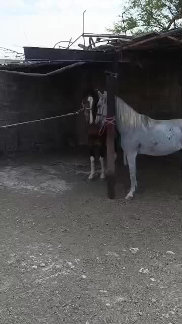 فروش فوری|اسب و تجهیزات اسبسواری|رامشیر, |دیوار