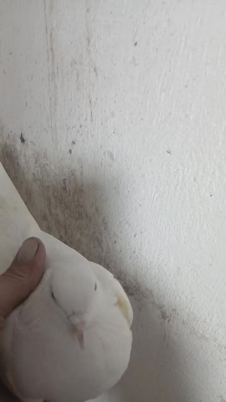 کبوتر شمرونی، ماهرو کاکلی|پرنده|کرج, حصارک بالا|دیوار