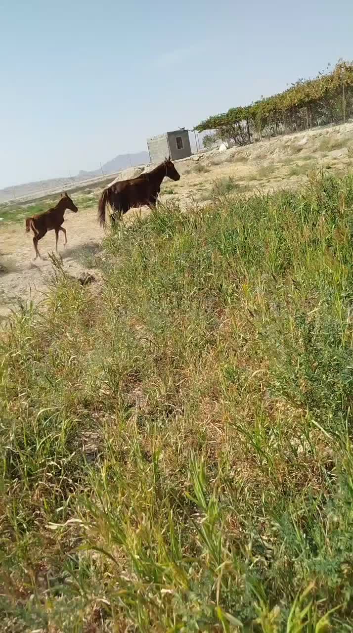 مادیان سه ساله|اسب و تجهیزات اسبسواری|سمنان, |دیوار