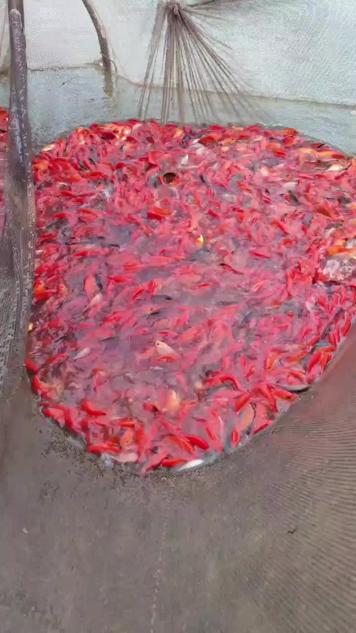 ماهی قرمز عمده خرده|ماهی|اردبیل, |دیوار