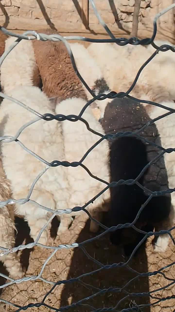 بره پرواری|حیوانات مزرعه|درب گنبد, |دیوار